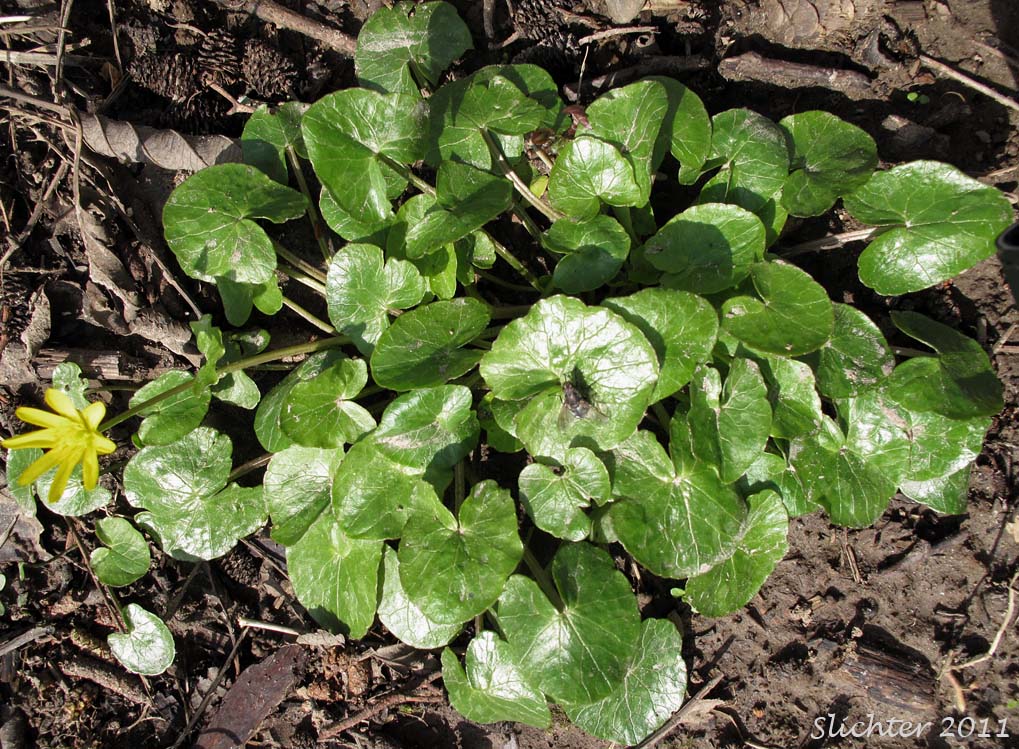 Lesser Celandine: Ranunculus ficaria (Synonym: Ranunculus ficaria var. bulbifera)
