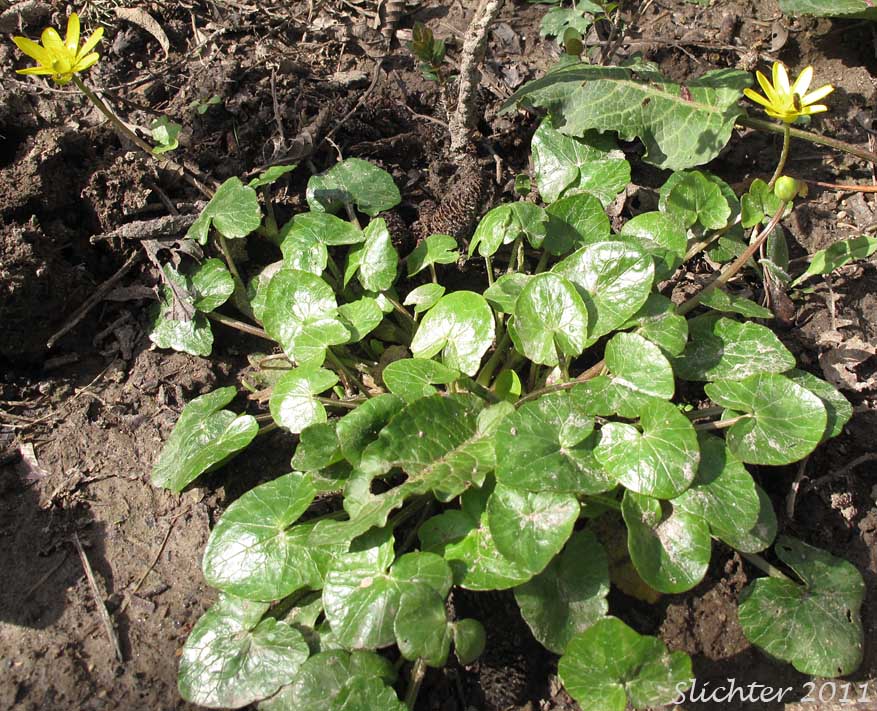 Lesser Celandine: Ranunculus ficaria (Synonym: Ranunculus ficaria var. bulbifera)