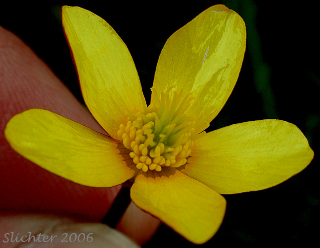 Close-up of a flower of Bird's-foot Buttercup, Straightbeak Buttercup, Straight-beak Buttercup, Western Swamp Buttercup: Ranunculus orthorhynchus var. orthorhynchus (Synonyms: Ranunculus orthorhynchus ssp. alaschensis, Ranunculus orthorhynchus var. alaschensis, Ranunculus orthorhynchus var. hallii)