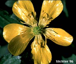 Flower of Creeping Buttercup, Double-flowered Creeping Buttercup: Ranunculus repens (Synonyms: Ranunculus repens var. erectus, Ranunculus repens var. glabratus, Ranunculus repens var. pleniflorus, Ranunculus repens var. repens)