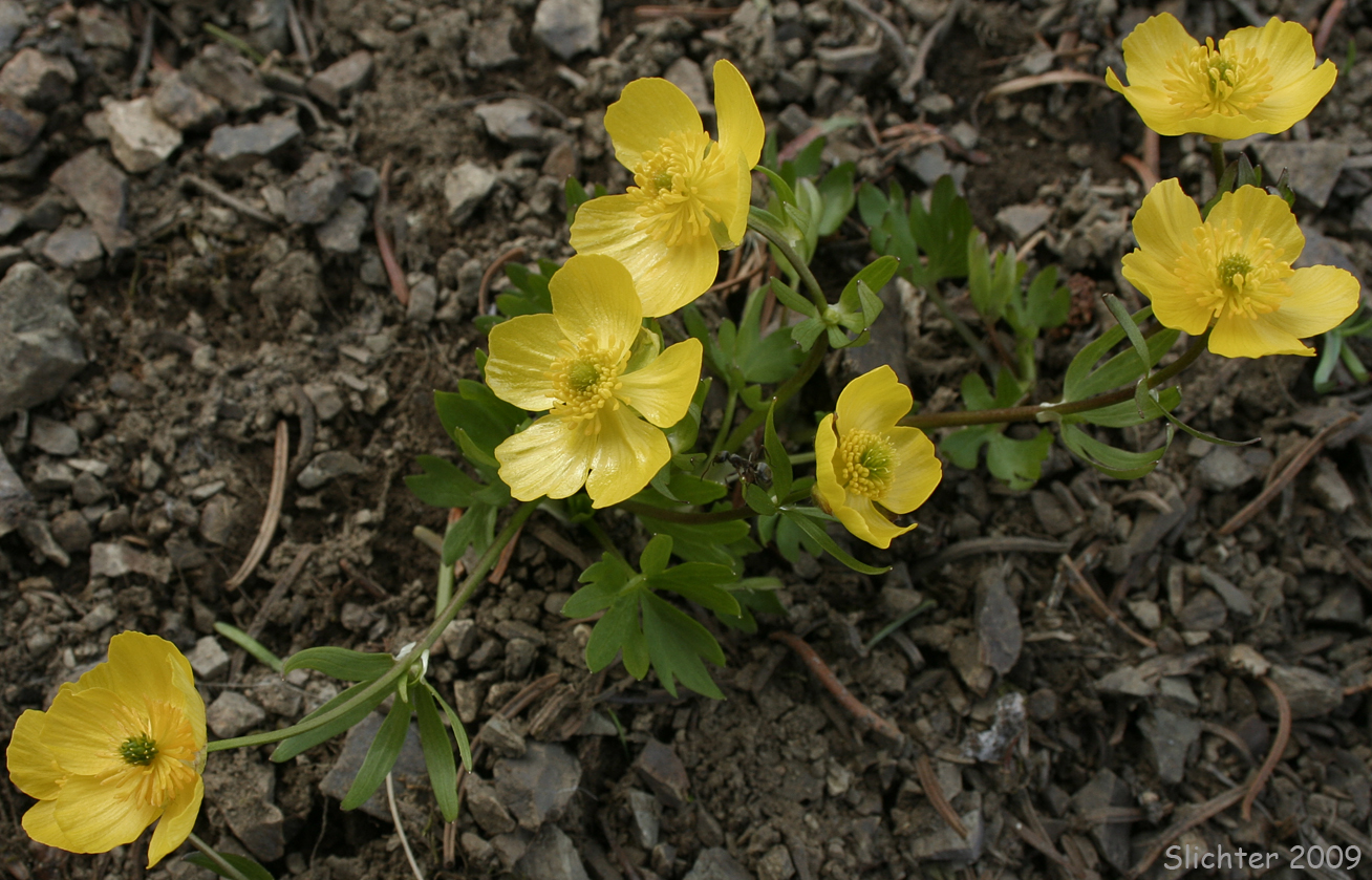 Suksdorf's buttercup: Ranunculus suksdorfii