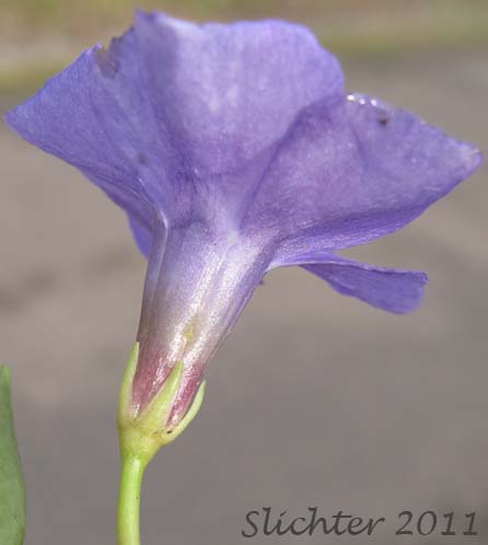 Sideview of the flower of Periwinkle, Greater Periwinkle, Bigleaf Periwinkle, Vinca: Vinca major