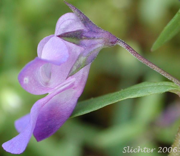 Flower of Large-flowered Blue-eyed Mary, Giant Blue-eyed Mary, Blue-lips Blue-eyed Mary: Collinsia grandiflora