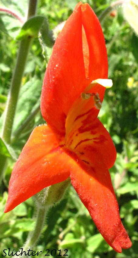 Close-up of a flower of Cardinal Monkeyflower, Scarlet Monkeyflower:, Scarlet Monkey-flower: Mimulus cardinalis