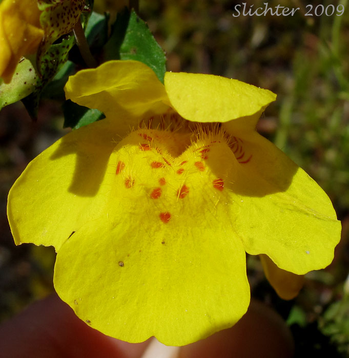 Frontal view of the corolla of Common Monkeyflower, Seep Monkeyflower, Yellow Monkeyflower: Erythranthe guttata (Synonyms: Mimulus guttatus, Mimulus guttatus ssp. guttatus, Mimulus guttatus var. guttatus, Mimulus guttatus var. lyratus, Mimulus guttatus var. puberulus, Mimulus lyratus, Mimulus langsdorffii)