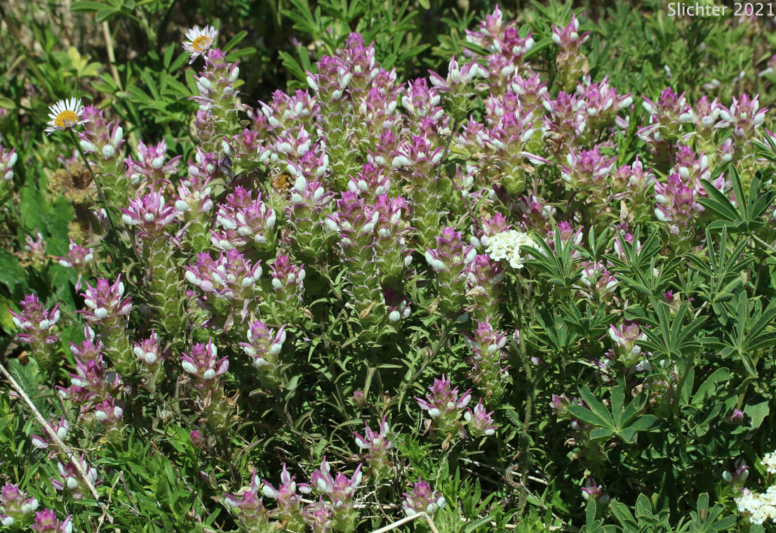 Toothed Owl Clover, Siskiyou Mountain Owl Clover: Orthocarpus cuspidatus ssp. cuspidatus