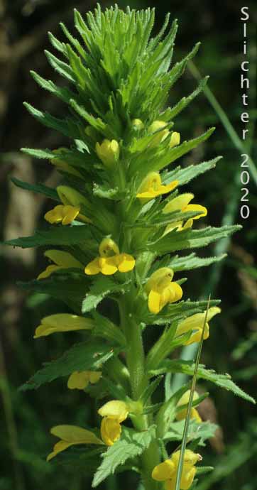 Yellow Glandweed, Yellow Parentucellia: Bellardia viscosa (Synonym: Parentucellia viscosa)