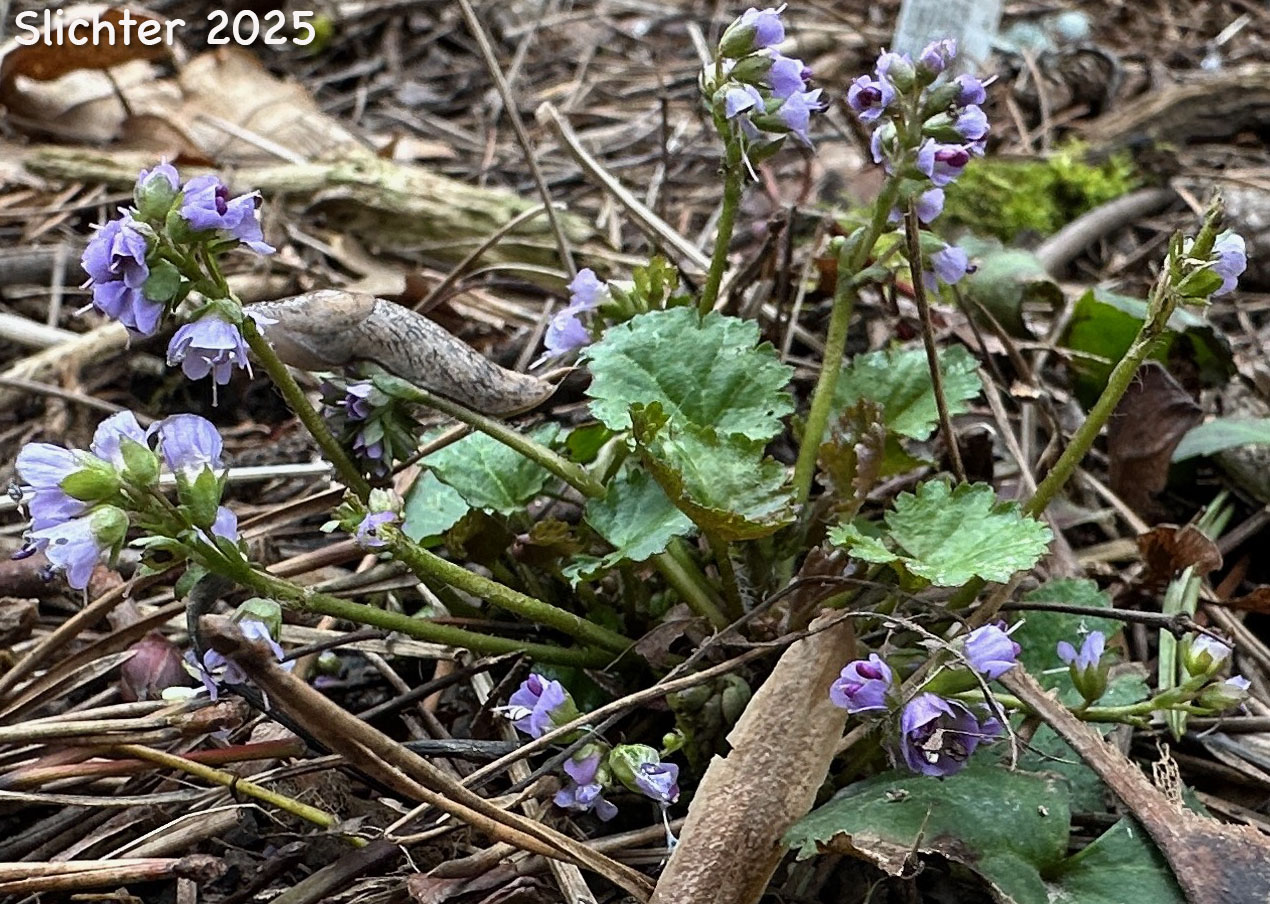 Round-leaved Kittentails, Snow Queen: Veronica regina-nivalis (Synonyms: Synthyris reniformis, Synthyris reniformis var. reniformis)