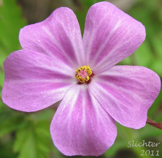 Close-up of a flower of Herb Robert, Herb-Robert, Robert Geranium, Stinky Bob: Geranium robertianum