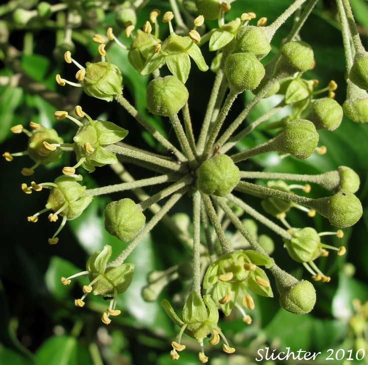 Inflorescence of English Ivy, English-ivy: Hedera helix