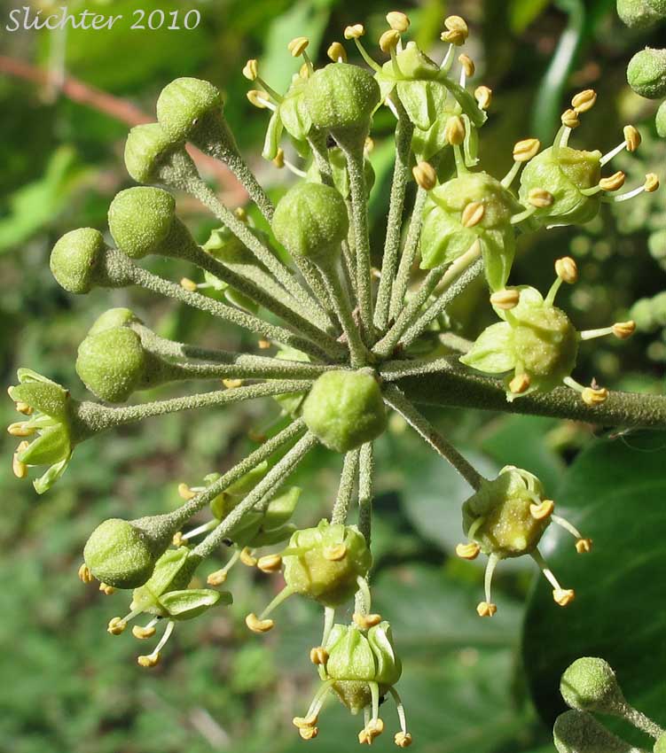 Inflorescence of English Ivy, English-ivy: Hedera helix