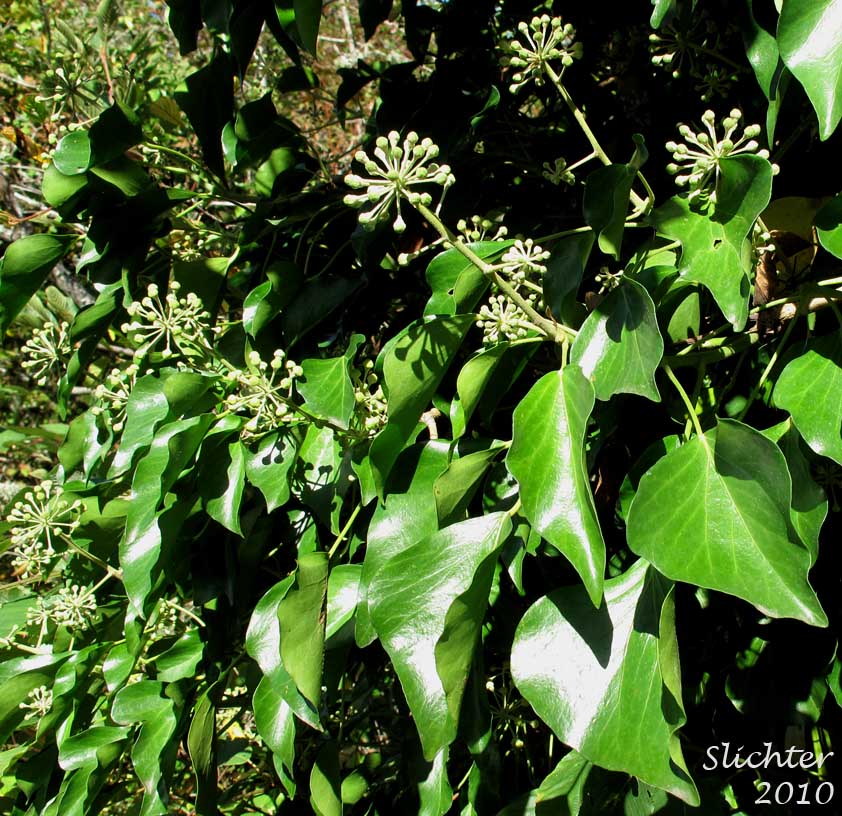 English Ivy, English-ivy: Hedera helix