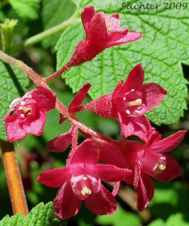 Inflorescence of Red-flowering Currant: Ribes sanguineum var. sanguineum