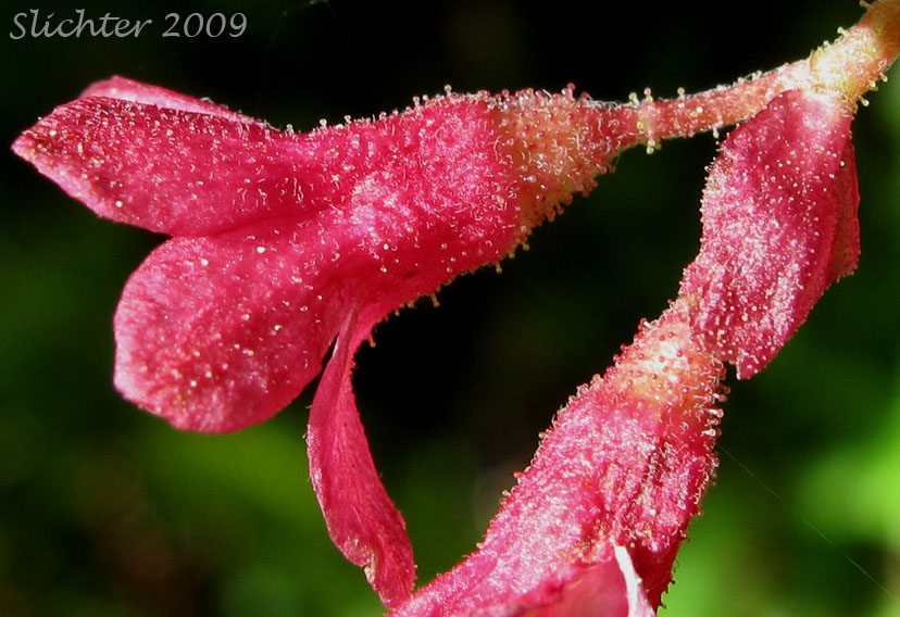 Flower of Red-flowering Currant: Ribes sanguineum var. sanguineum