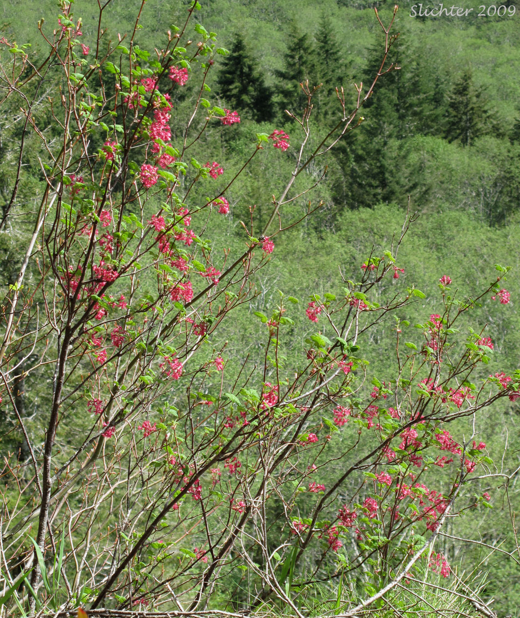 Red-flowering Currant: Ribes sanguineum var. sanguineum