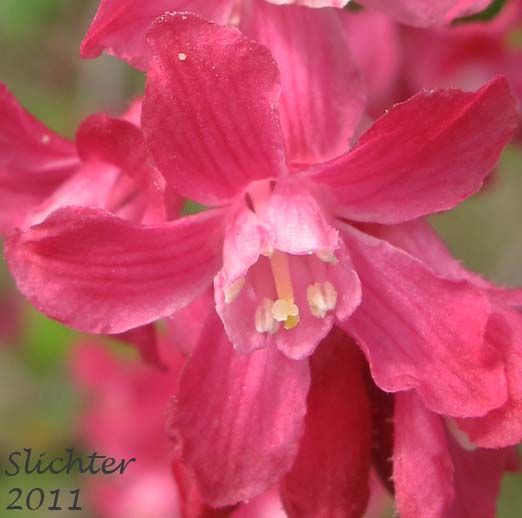 Close-up of a flower of Red-flowering Currant: Ribes sanguineum var. sanguineum
