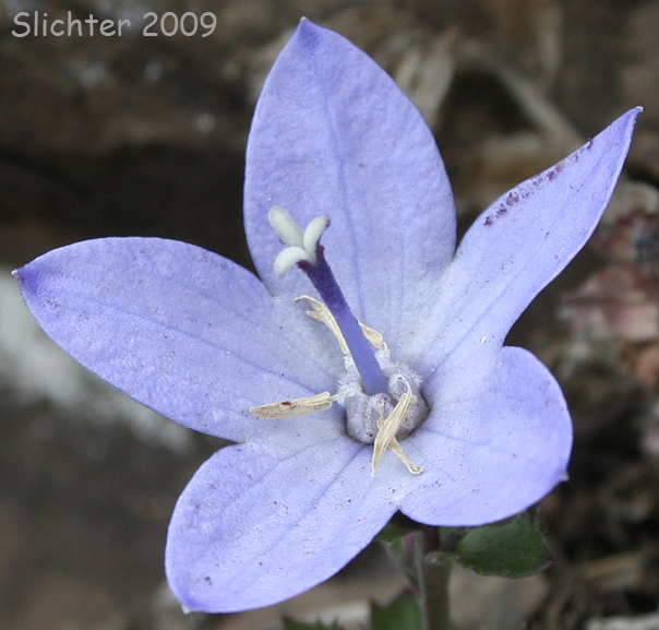 Flower of Olympic Bellflower, Olympic Harebell: Campanula piperi