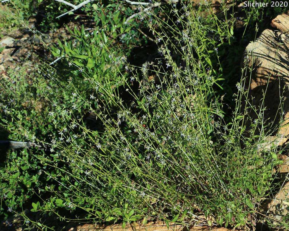 California Harebell, California Bellflower: Campanula prenanthoides (Synonym: Asyneuma prenanthoides)