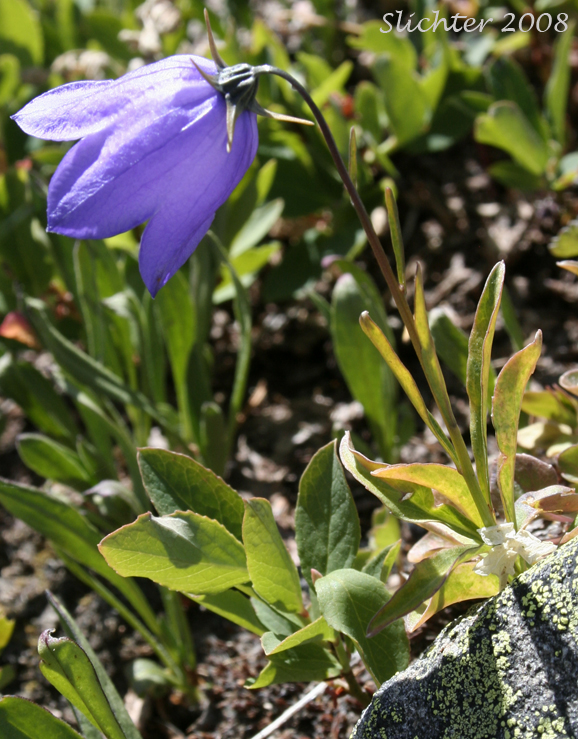 American Harebell, Bluebell Bellflower, Bluebell-of-Scotland, Common Harebell, Scot's Belflower: Campanula rotundifolia (Synonym: Campanula sacajaweana)