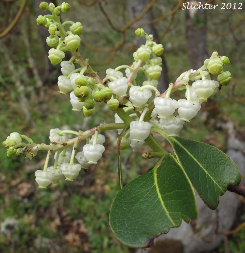 Flowers and leaves of Madrono, Pacific Madrone, Pacific Madrono: Arbutus menziesii