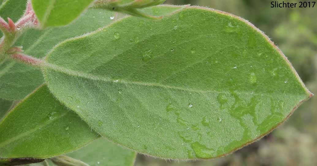 Hoary Manzanita, Downy Manzanita: Arctostaphylos canescens (Synonym: Arctostaphylos canescens ssp. canescens)