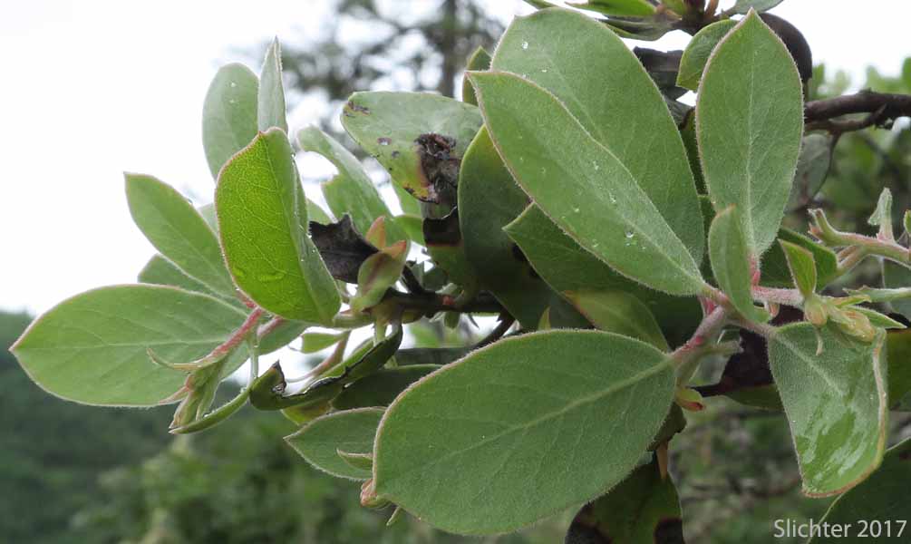 Hoary Manzanita, Downy Manzanita: Arctostaphylos canescens (Synonym: Arctostaphylos canescens ssp. canescens)