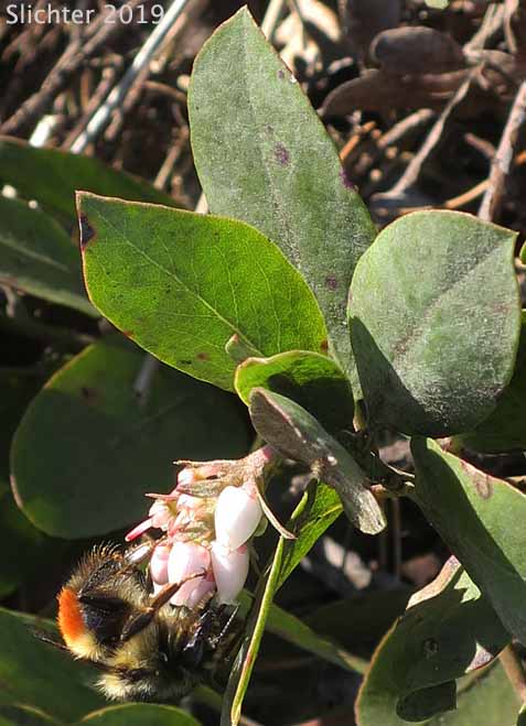 Bristly Manzanita, Hairy Manzanita: Arctostaphylos columbiana (Synonym: Arctostaphylos columbiana ssp. columbiana, Arctostaphylos tracyi)
