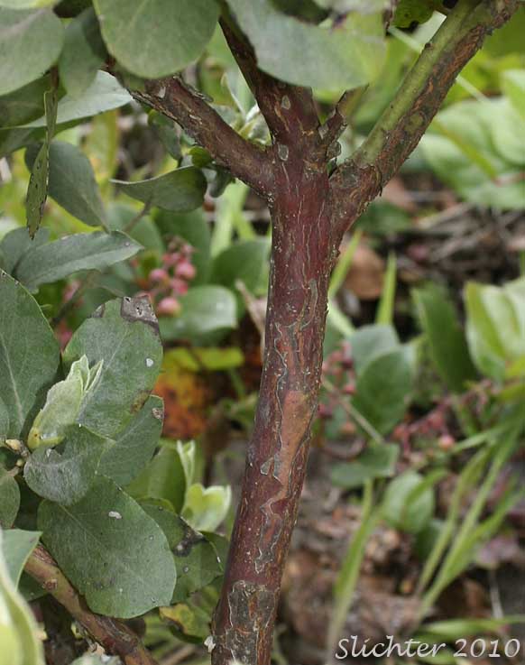 Stem of Bristly Manzanita, Hairy Manzanita: Arctostaphylos columbiana (Synonym: Arctostaphylos columbiana ssp. columbiana, Arctostaphylos tracyi)