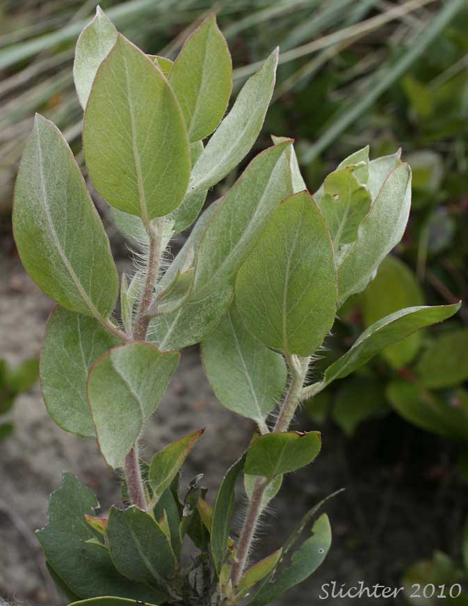 Hairy young twigs and leaves of Bristly Manzanita, Hairy Manzanita: Arctostaphylos columbiana (Synonym: Arctostaphylos columbiana ssp. columbiana, Arctostaphylos tracyi)