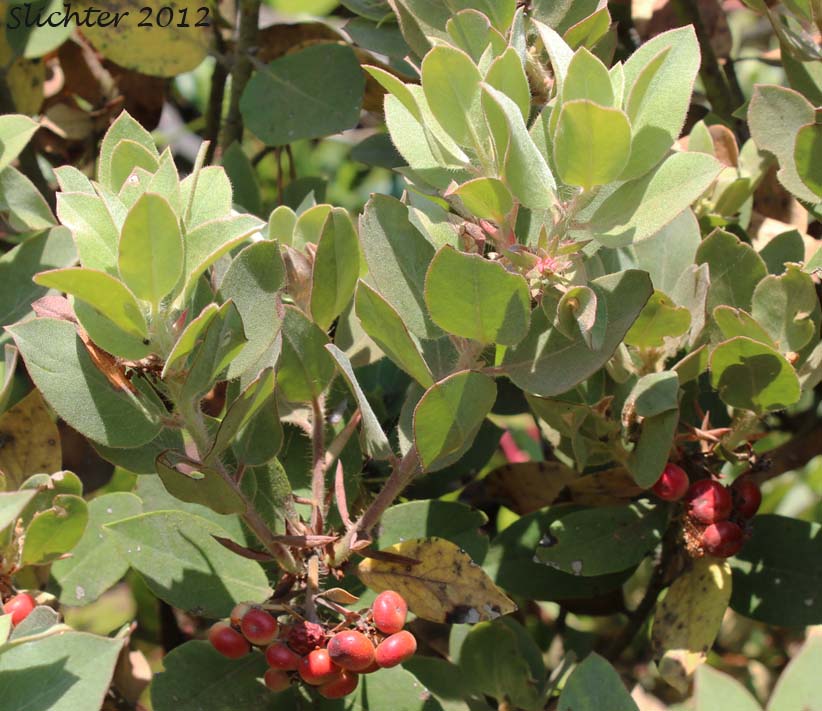 Leaves and developing berries of Bristly Manzanita, Hairy Manzanita: Arctostaphylos columbiana (Synonym: Arctostaphylos columbiana ssp. columbiana, Arctostaphylos tracyi)