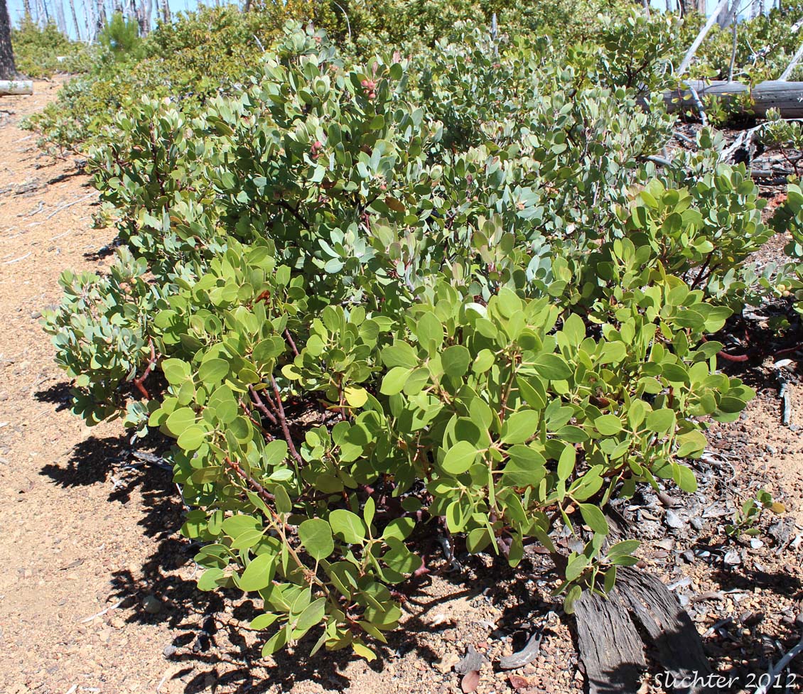 Green-leaf Manzanita, Snowbrush Manzanita: Arctostaphylos patula (Synonym: Arctostaphylos patula ssp. platyphylla)