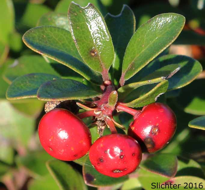 Berries of Kinnikinnick, Bearberry, Red Bearberry: Arctostaphylos uva-ursi (Synonyms: Arbutus uva-ursi, Arctostaphylos uva-ursi var. coactilis, Arctostaphylos uva-ursi var. uva-ursi)
