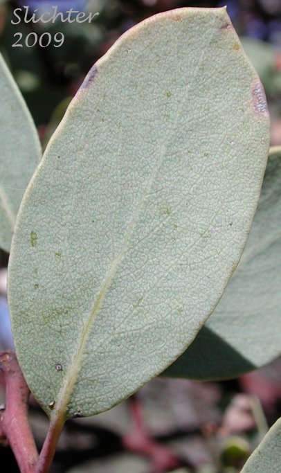 Whitish leaf of White-leaved Manzanita, Whiteleaf Manzanita: Arctostaphylos viscida (Synonym: Arctostaphylos pulchella)