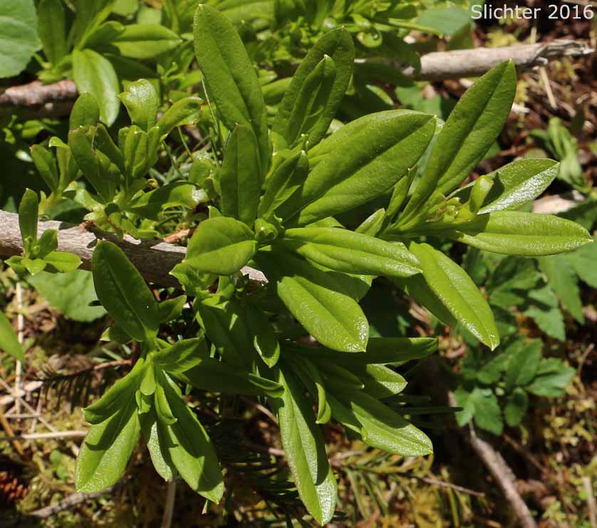 Copperbush, Copper Bush: Elliottia pyroliflora (Synonym: Cladothamnus pyroliflorus)