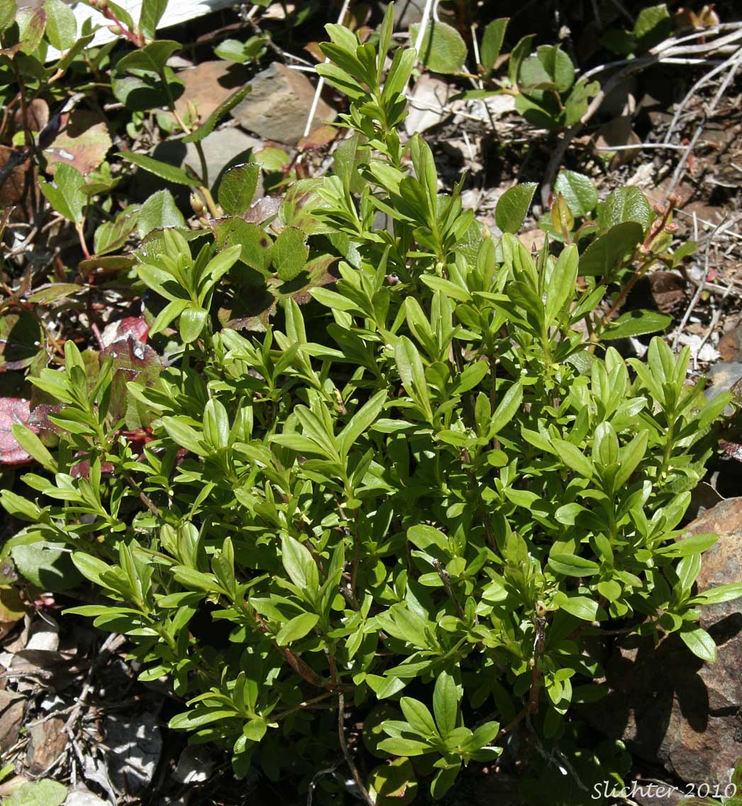 Copperbush, Copper Bush: Elliottia pyroliflora (Synonym: Cladothamnus pyroliflorus)