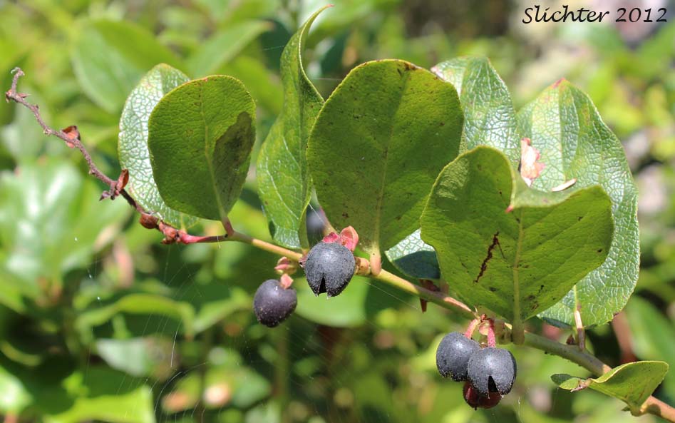 Berries and leaves of salal (Gaultheria shallon)