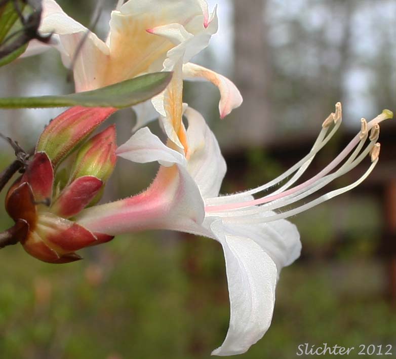 Western Azalea: Rhododendron occidentale (Synonyms: Rhododendron occidentale var. occidentale, Rhododendron occidentale var. paludosum)