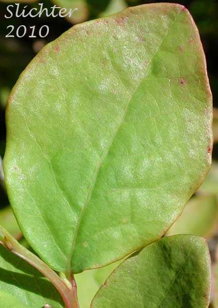 Leaf of Alaska Blueberry, Early Blueberry, Oval-leaf Blueberry: Vaccinium ovalifolium (Synonyms: Vaccinium alaskaense, Vaccinium alaskense)
