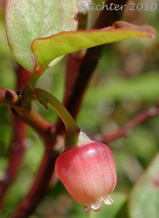 Flower of Alaska Blueberry, Early Blueberry, Oval-leaf Blueberry: Vaccinium ovalifolium (Synonyms: Vaccinium alaskaense, Vaccinium alaskense)