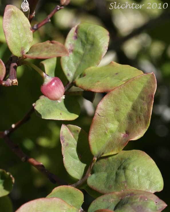Alaska Blueberry, Early Blueberry, Oval-leaf Blueberry: Vaccinium ovalifolium (Synonyms: Vaccinium alaskaense, Vaccinium alaskense)