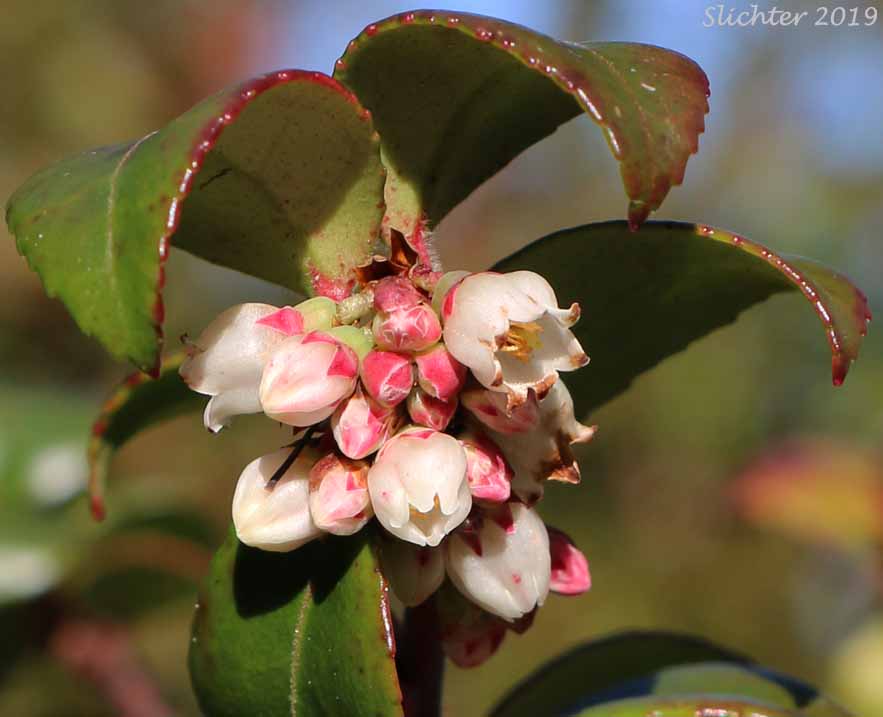 Flowers of Evergreen Blueberry, California Huckleberry: Vaccinium ovatum (Synonym: Vaccinium ovatum var. saporosum)