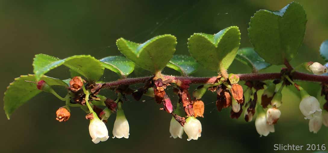 Evergreen Blueberry, California Huckleberry: Vaccinium ovatum (Synonym: Vaccinium ovatum var. saporosum)