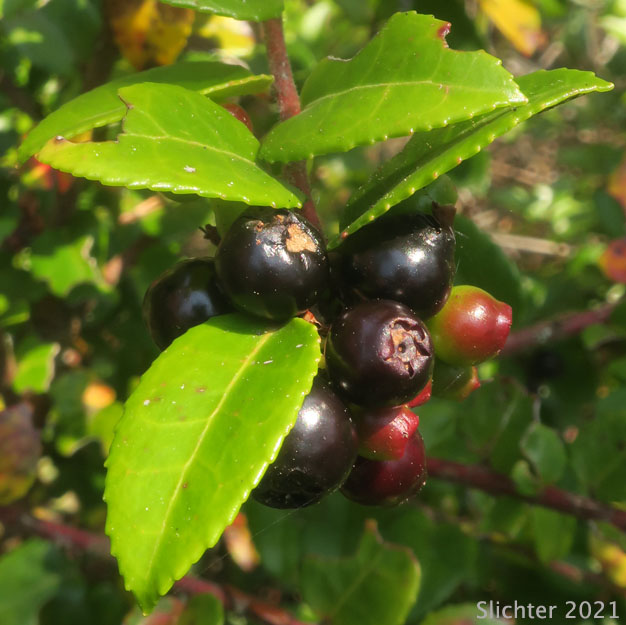 Fruits of Evergreen Blueberry, California Huckleberry: Vaccinium ovatum (Synonym: Vaccinium ovatum var. saporosum)