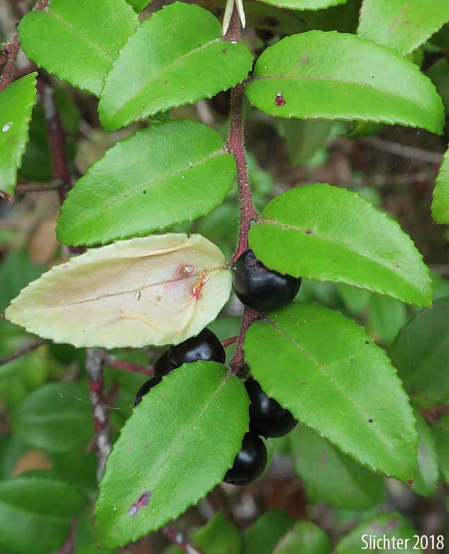 Fruits and leaves of Evergreen Blueberry, California Huckleberry: Vaccinium ovatum (Synonym: Vaccinium ovatum var. saporosum)