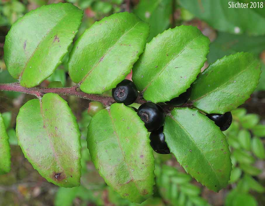 Fruits and leaves of Evergreen Blueberry, California Huckleberry: Vaccinium ovatum (Synonym: Vaccinium ovatum var. saporosum)