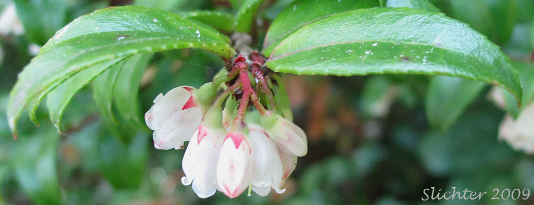 Evergreen Blueberry, California Huckleberry: Vaccinium ovatum (Synonym: Vaccinium ovatum var. saporosum)