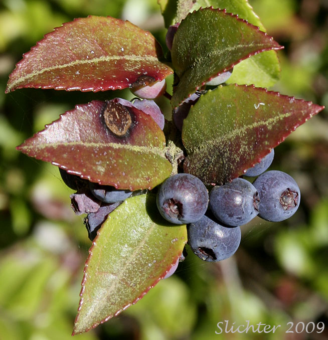 Berries of Evergreen Blueberry, California Huckleberry: Vaccinium ovatum (Synonym: Vaccinium ovatum var. saporosum)