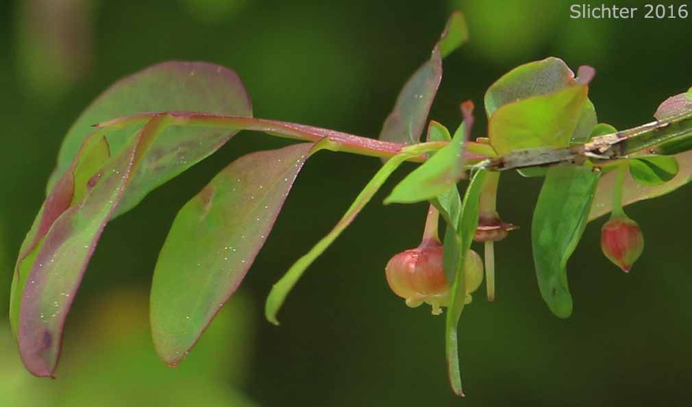 Red Bilberry, Red Huckleberry: Vaccinium parvifolium