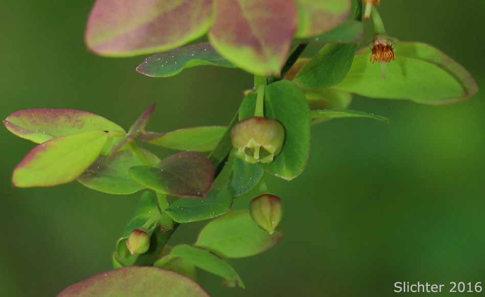 Flower of Red Bilberry, Red Huckleberry: Vaccinium parvifolium