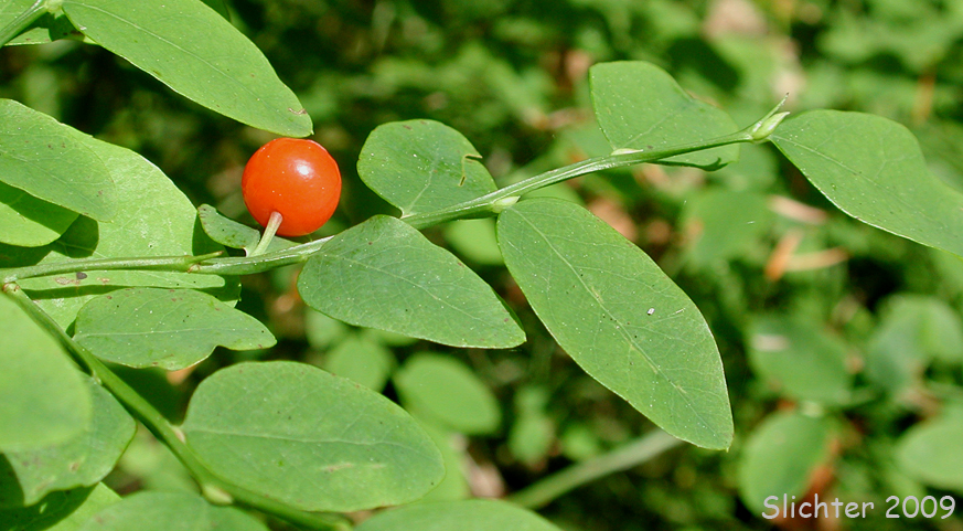 Red berry of Red Bilberry, Red Huckleberry: Vaccinium parvifolium